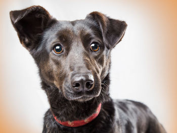 Close-up portrait of black dog