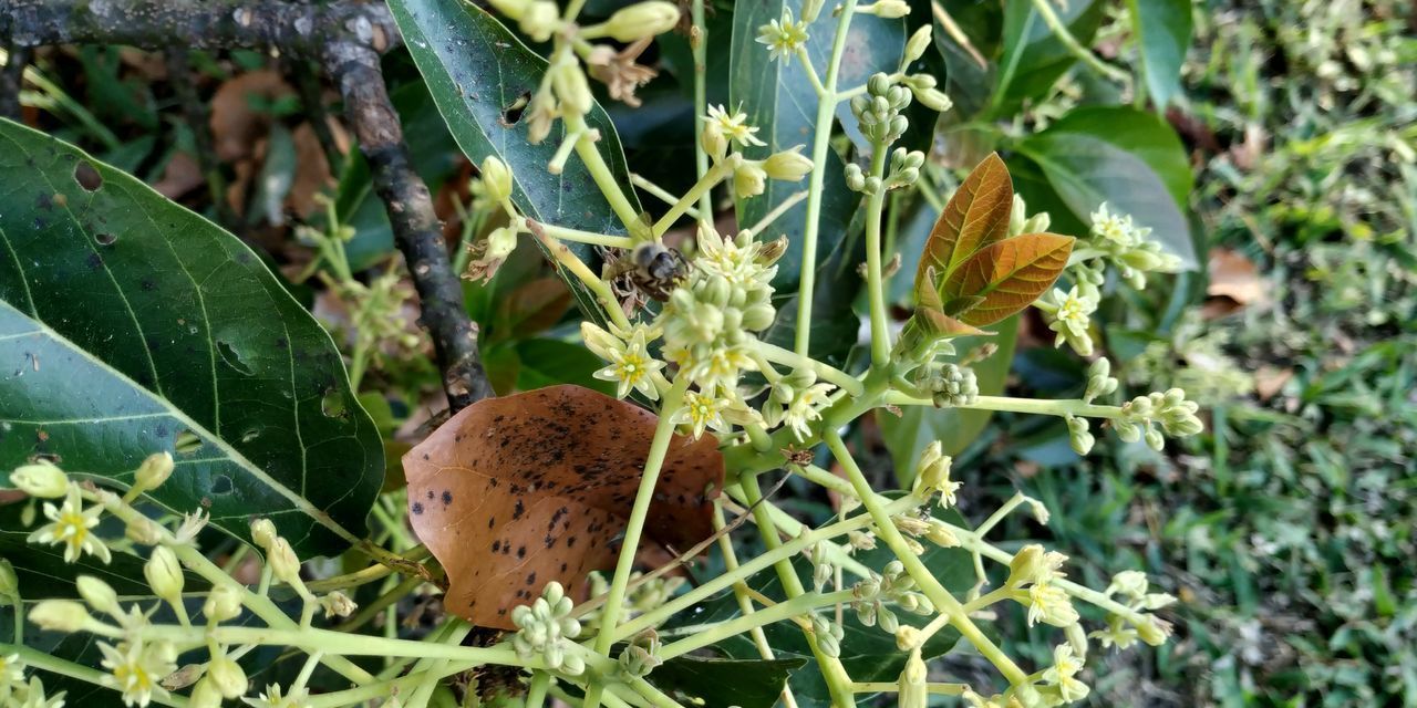 CLOSE-UP OF HONEY BEE ON PLANT IN FIELD