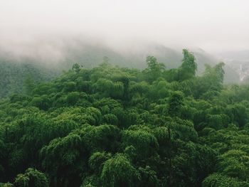 Scenic view of forest in foggy weather