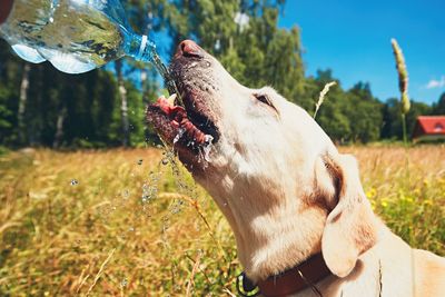 Close-up of dog drinking water on grassy field