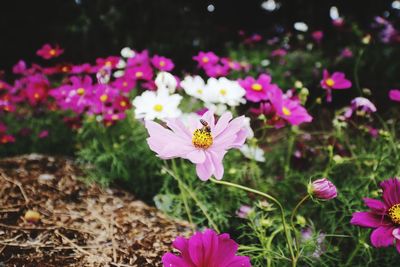 Close-up of pink cosmos flowers on field