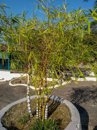 Plants growing in park