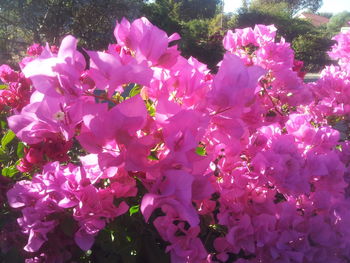 Close-up of pink flower