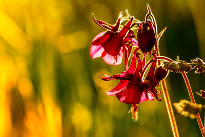 Close-up of red flowers