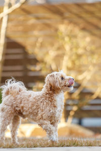 Close-up of dog looking away