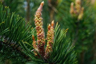 Fir buds in the foreground