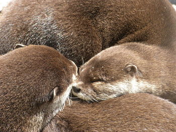 Close-up of animal sleeping