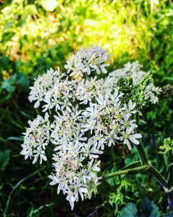 Close-up of flowers