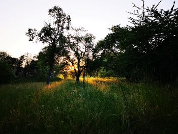 Trees on field against sky