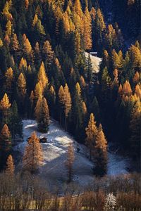 High angle view of autumn trees on mountain