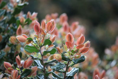 Close-up of plant against blurred background