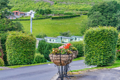 Flowering plants by road against trees