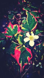 High angle view of flowering plant