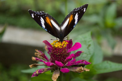 Close-up of butterfly sitting on pink zinnia flower