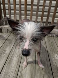 High angle view of dog on wooden floor