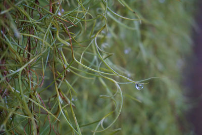 Close-up of spider and web against blurred background