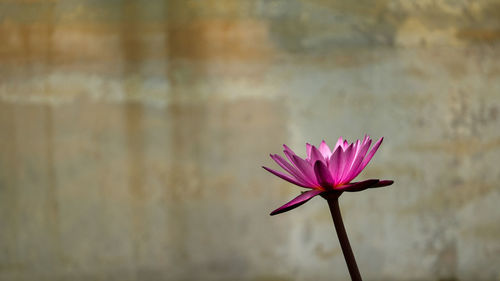 Close-up of pink flower