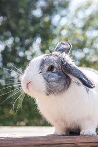 Close-up of an animal