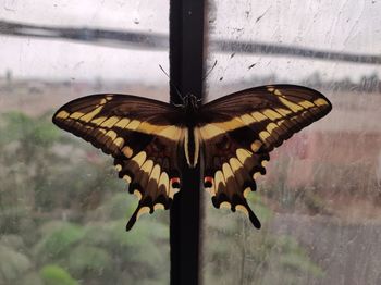 moths and butterflies