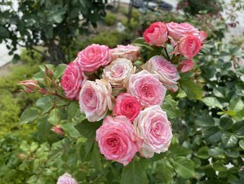 Close-up of rose bouquet