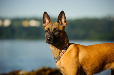 Side view of belgian malinois standing on field