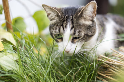 Close-up of a cat