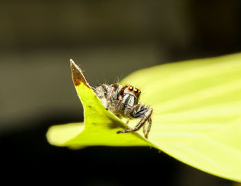 Close-up of insect on leaf