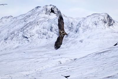 Close-up of bird flying over snow