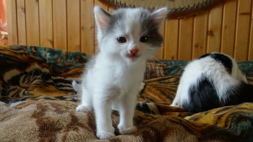 Close-up of cat sitting