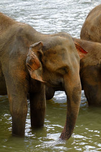 Elephants in the river at the pinnawala elephant orphanage sri lanka