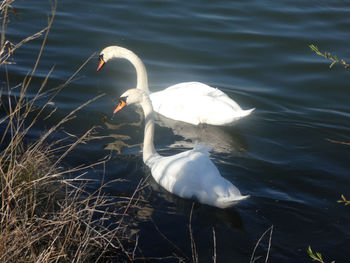 High angle view of swan swimming in lake