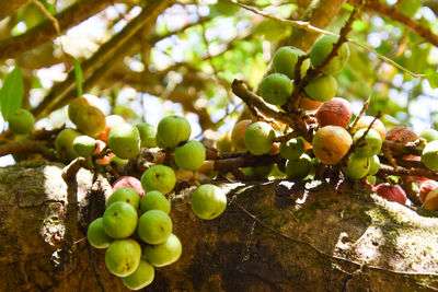 Close-up of figs growing on tree