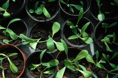 Close-up of plants growing in farm