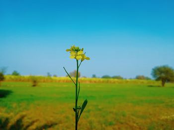 Yellow flowering plant on field against sky