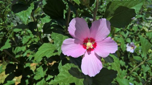 Close-up of pink flower