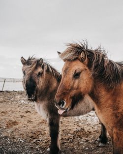 Horse standing on field against sky