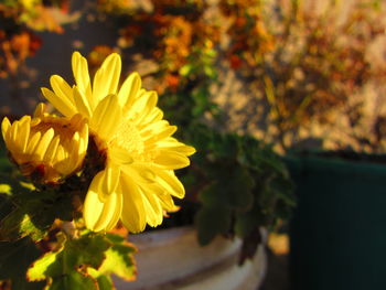 Close-up of yellow flower blooming outdoors