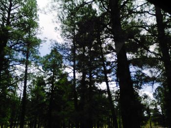 Low angle view of trees in forest