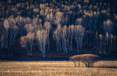 View of trees in the forest