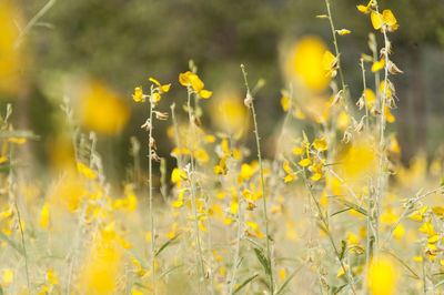 Close-up of yellow flowers