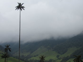 Palm trees on landscape against sky