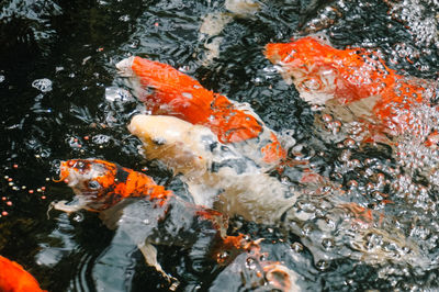 High angle view of koi carps swimming in pond