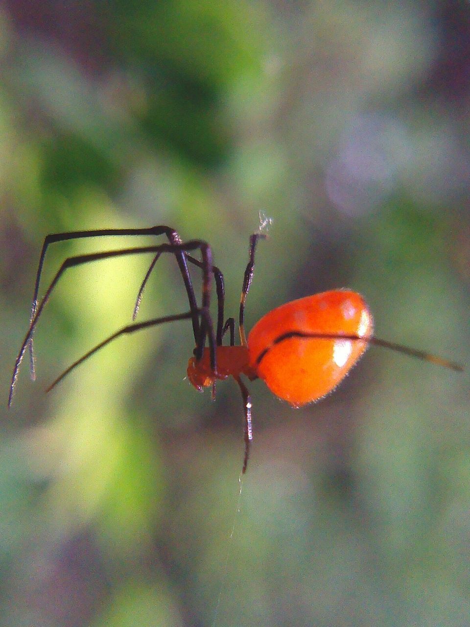 animal themes, one animal, insect, animals in the wild, wildlife, focus on foreground, close-up, orange color, nature, selective focus, red, plant, outdoors, no people, beauty in nature, day, full length, zoology, animal antenna, animal markings