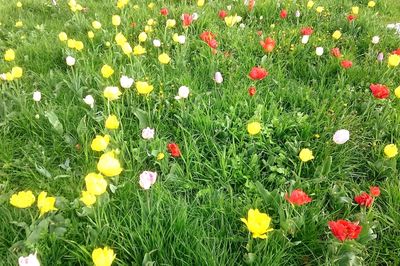 Close-up of red flowers blooming in field