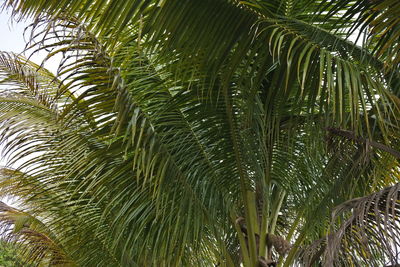 Low angle view of palm trees