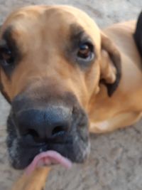 Close-up portrait of dog relaxing outdoors