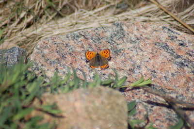 High angle view of butterfly on plant