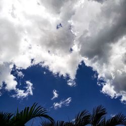 Low angle view of palm trees against sky