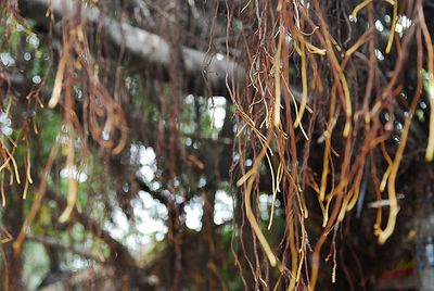 Close-up of tree branches