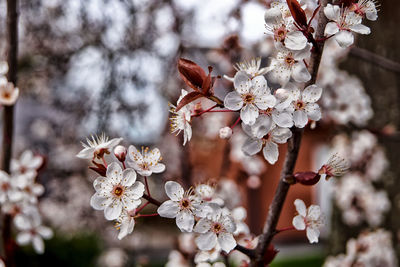 Close-up of flower blossoms